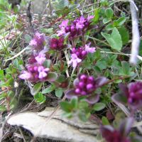 bloem Grote tijm