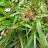 bloem Grote veldbies