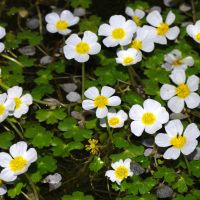 bloem Grote waterranonkel