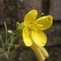 bloem Grote zandkool