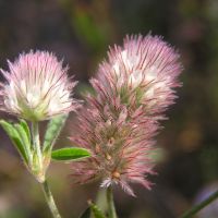 bloem Hazenpootje