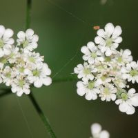 bloem Heggendoornzaad