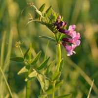 bloem Heggenwikke