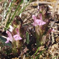 bloem Heidekartelblad