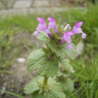 bloem Hoenderbeet