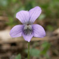 bloem Hondsviooltje