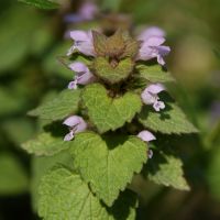 bloem Ingesneden dovenetel