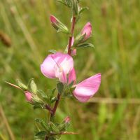 bloem Kattendoorn