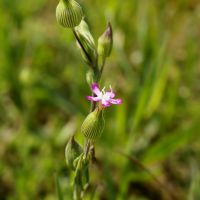 bloem Kegelsilene