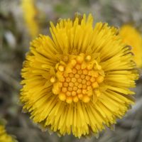 bloem Klein hoefblad