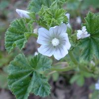 bloem Klein kaasjeskruid