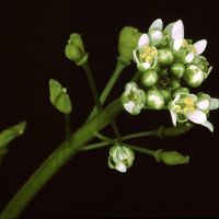 bloem Klein tasjeskruid