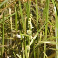 bloem Kleine egelskop