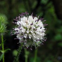 bloem Kleine kaardenbol