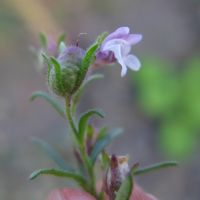 bloem Kleine leeuwenbek