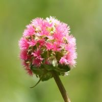 bloem Kleine pimpernel