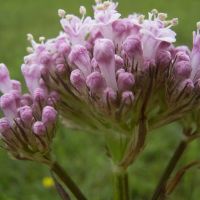 bloem Kleine valeriaan