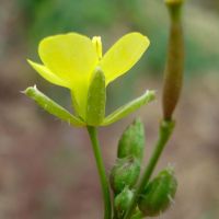 bloem Kleine zandkool