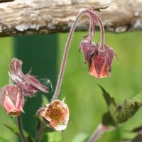 bloem Knikkend nagelkruid