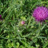 bloem Knikkende distel