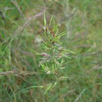 bloem Knolbeemdgras