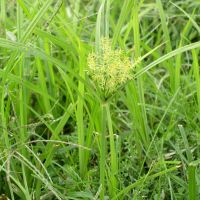 bloem Knolcyperus