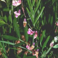 bloem Knollathyrus