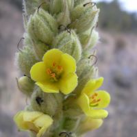 bloem Koningskaars