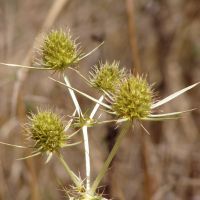 bloem Kruisdistel