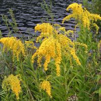 bloem Late guldenroede