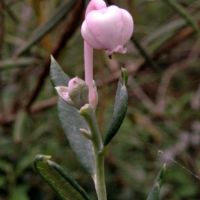 bloem Lavendelhei