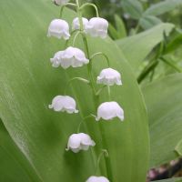 bloem Lelietje-van-dalen