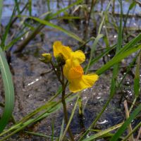 bloem Loos blaasjeskruid