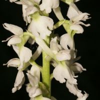 bloem Mannetjesorchis