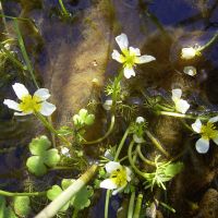 bloem Middelste waterranonkel