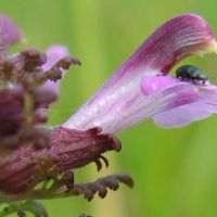 bloem Moeraskartelblad