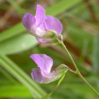 bloem Moeraslathyrus