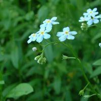 bloem Moerasvergeet-mij-nietje