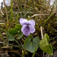 bloem Moerasviooltje