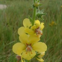 bloem Mottenkruid