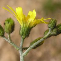 bloem Muurhavikskruid