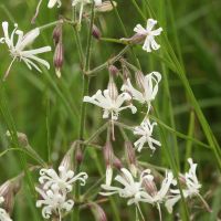 bloem Nachtsilene