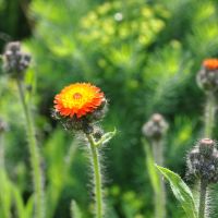 bloem Oranje havikskruid