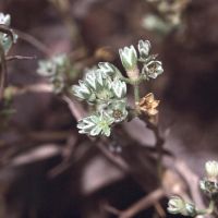 bloem Overblijvende hardbloem