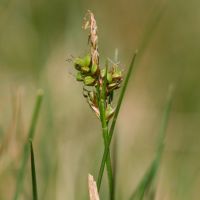 bloem Pilzegge