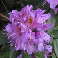 bloem Pontische rododendron