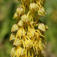 bloem Poppenorchis