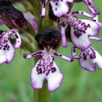 bloem Purperorchis