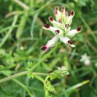 bloem Rankende duivenkervel