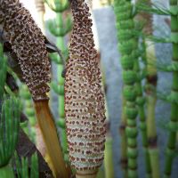 bloem Reuzenpaardenstaart